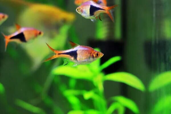 Imagem do Rasbora Arlequim